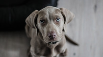 Dogo Canario puppy in yellow dandelions